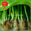 cheap price Fresh Garlic Sprouts without Root No rotten type